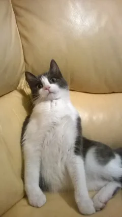 Chat perdu Européen