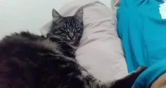 Chat perdu Européen