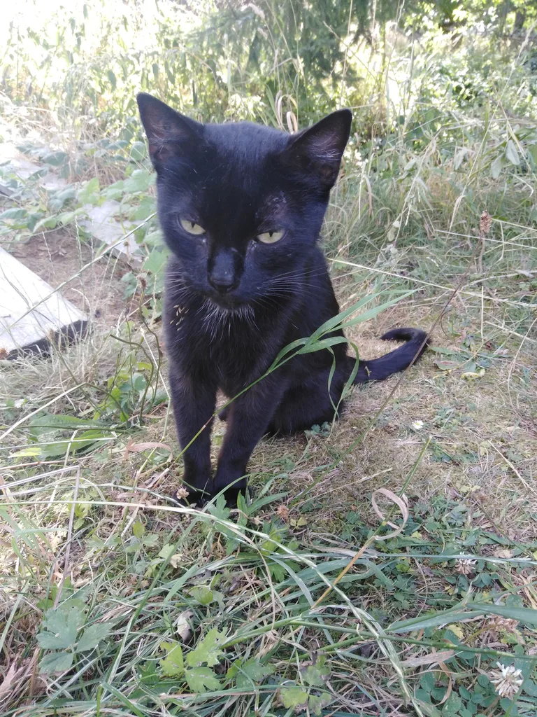 Chat trouvé