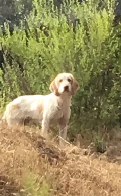 Chien trouvé Griffon Korthals