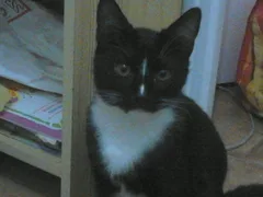 Chat perdu Européen