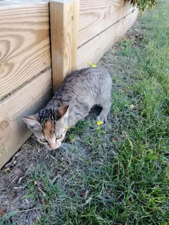 Chat trouvé Européen
