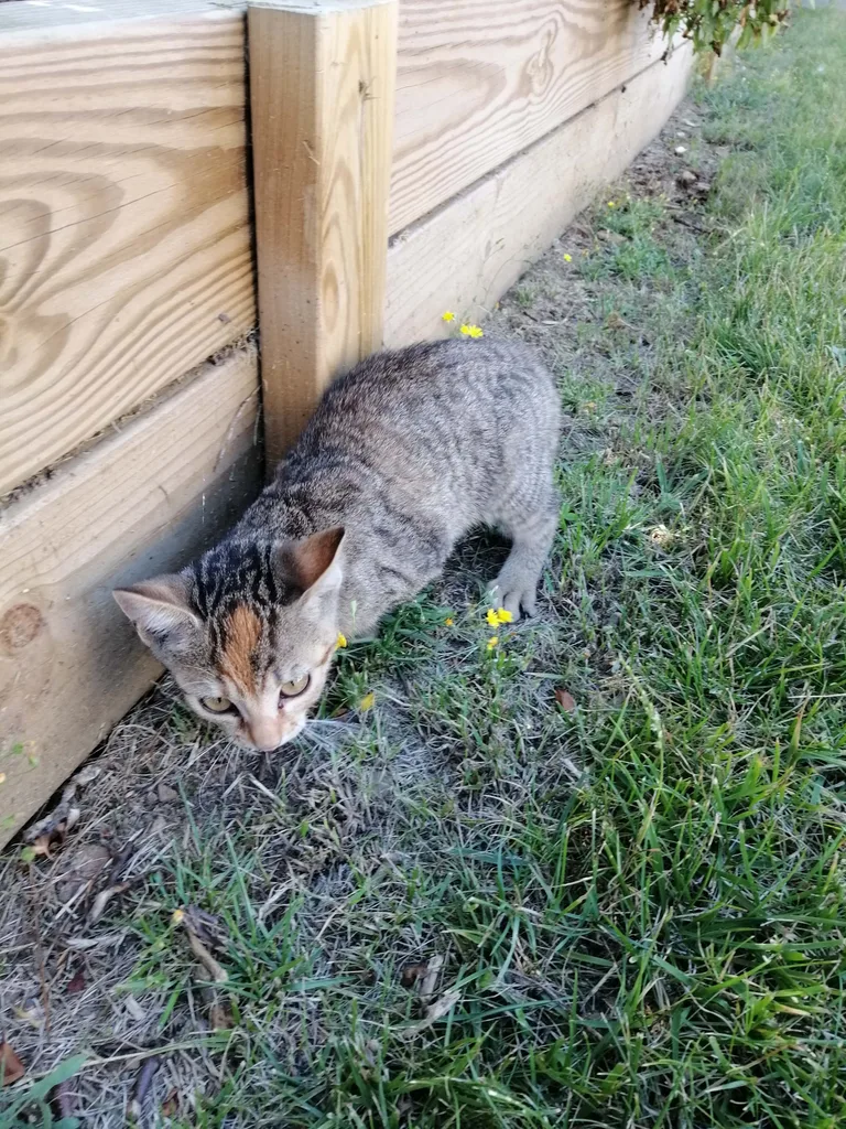 Chat trouvé