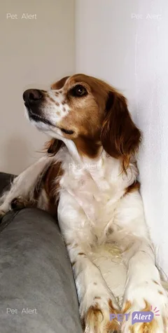 Chien perdu Epagneul Breton
