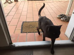 Chat trouvé Européen