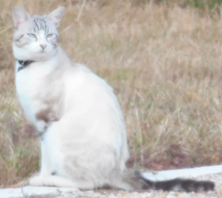 Chat trouvé
