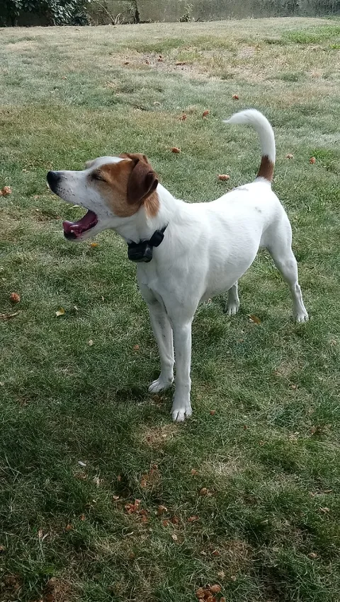 Zonko