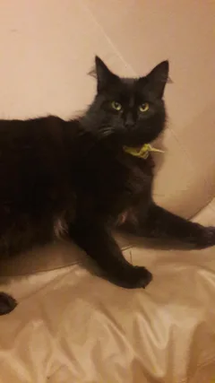 Chat perdu Angora Turc