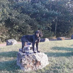 Chien perdu Epagneul Bleu de Picardie