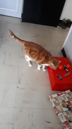 Chat perdu Européen