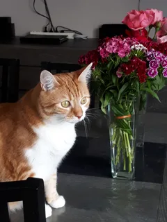 Chat perdu Européen