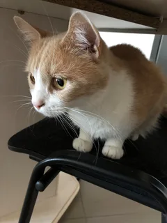 Chat perdu Européen