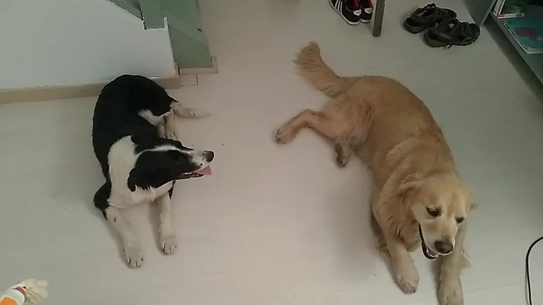 Chien trouvé