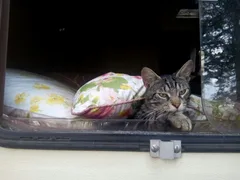 Chat trouvé Chat Tigre