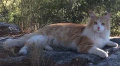 Chat perdu Européen