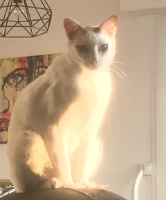 Chat perdu Japanese Bobtail