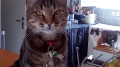 Chat perdu Européen