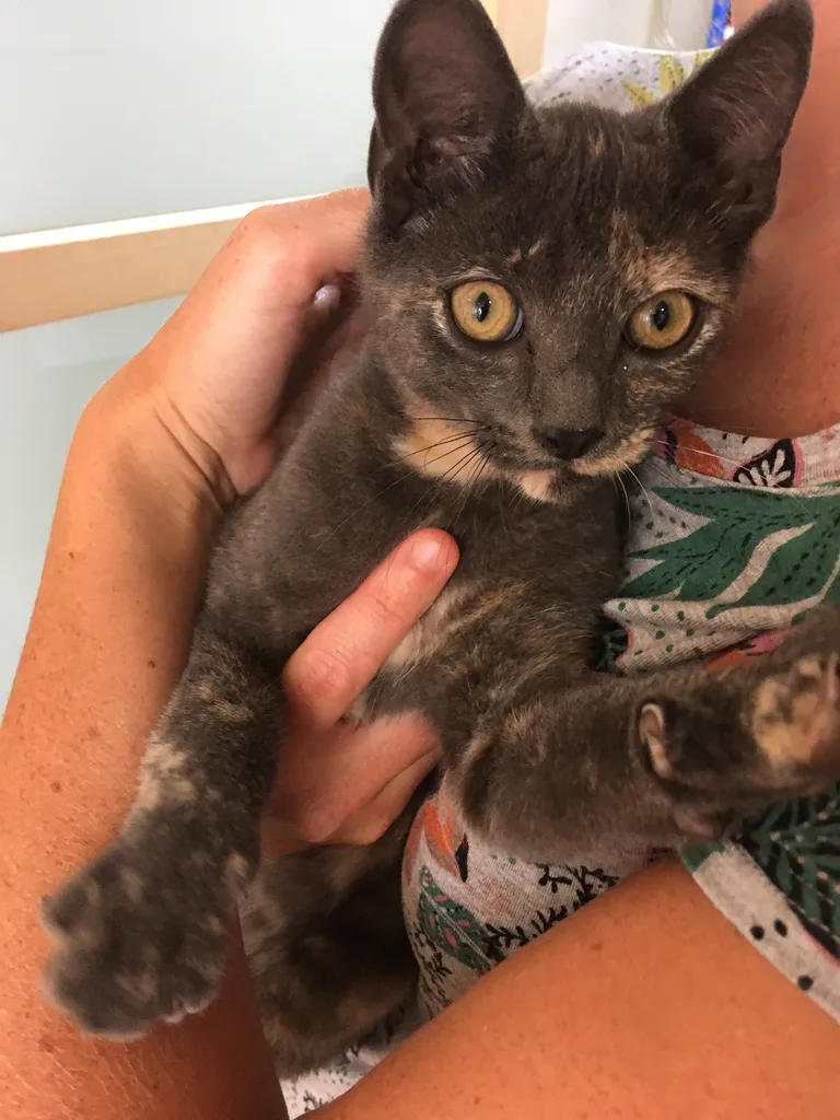 Chat trouvé
