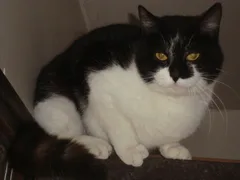 Chat perdu Européen