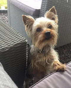 Chien perdu Yorkshire Terrier