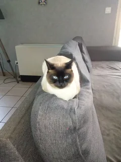 Chat perdu Siamois
