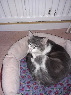 Chat perdu Sans race particulière