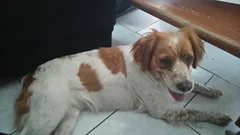 Chien perdu Epagneul Breton