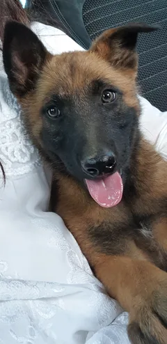 Chien perdu Berger Belge Malinois