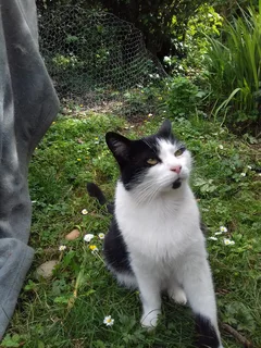 Chat perdu Européen