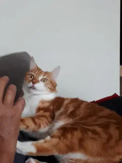 Chat perdu Européen