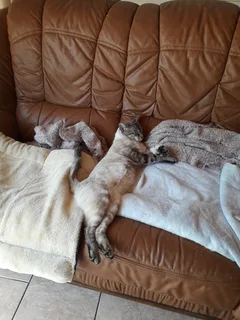 Chat perdu Européen
