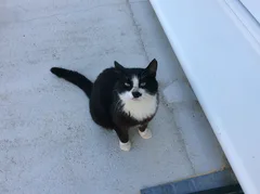 Chat trouvé Sans race particulière