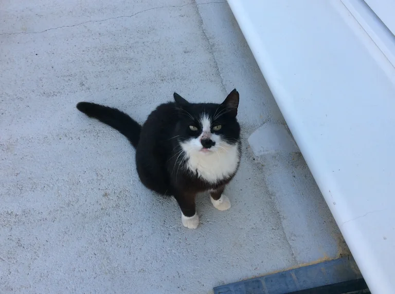 Chat trouvé
