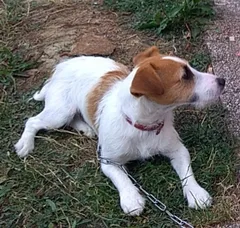 Chien perdu Jack-Russell-Terrier