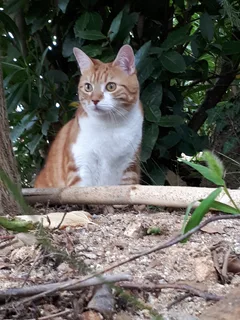 Chat perdu Chat Tigre