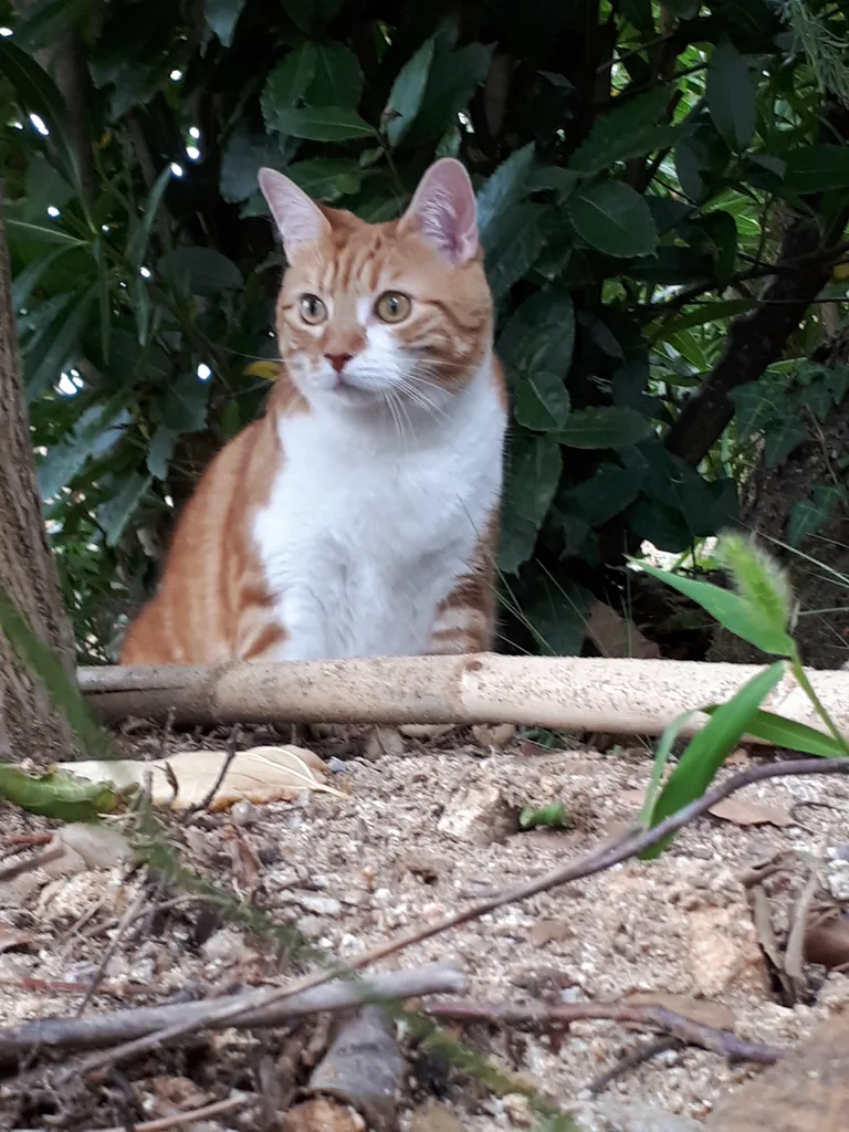 Hermine
