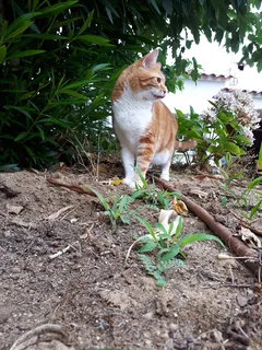 Chat perdu Européen