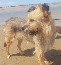 Chien perdu Griffon Nivernais