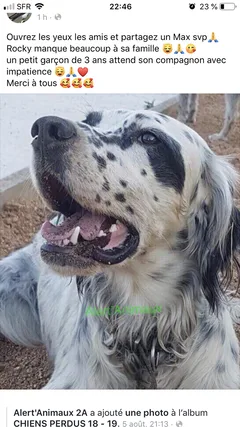 Chien perdu Setter Anglais