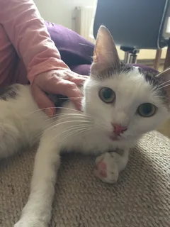Chat trouvé Européen