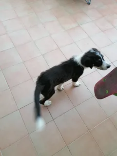Chien trouvé Border Collie