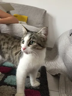 Chat trouvé Européen