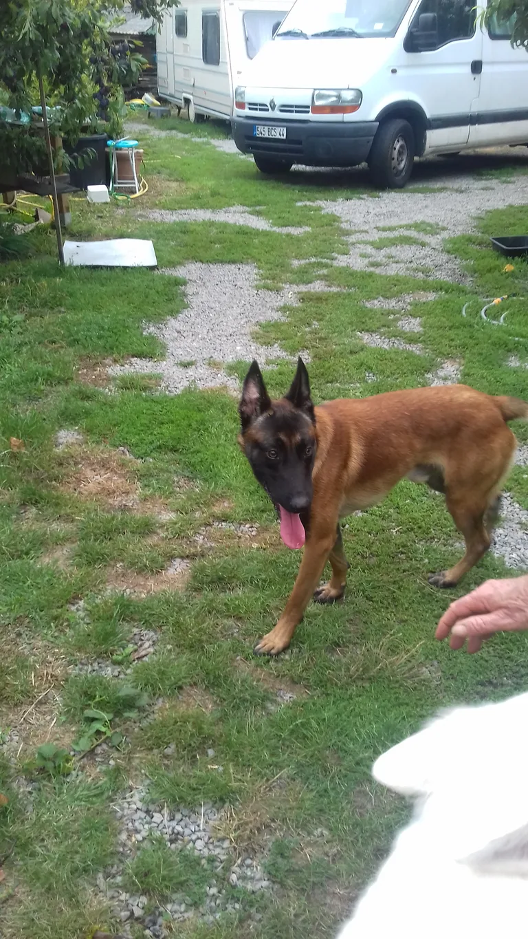 Chien trouvé