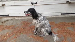 Chien perdu Setter Anglais