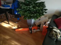 Chat perdu Croisé