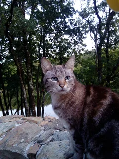 Chat trouvé Chat Tigre