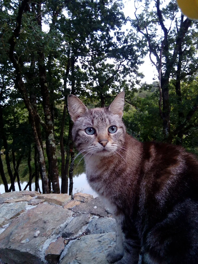 Chat trouvé