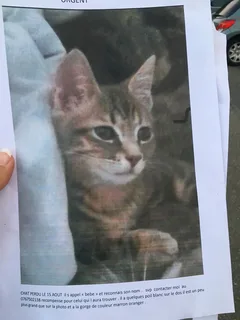 Chat perdu Européen