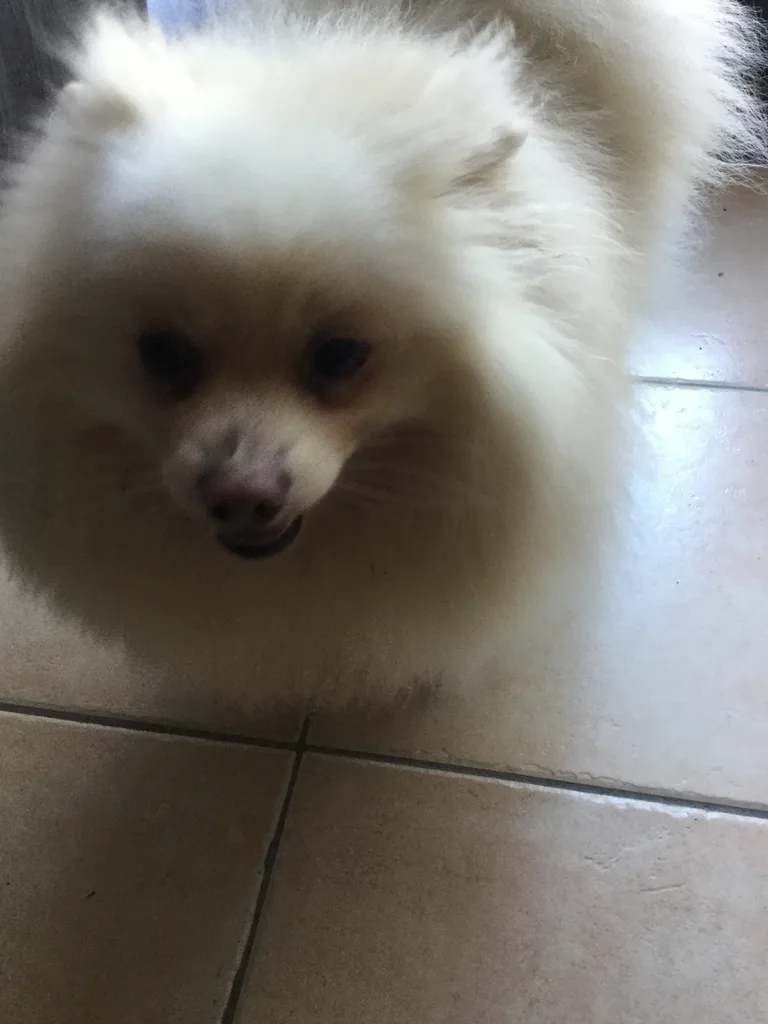 Simba