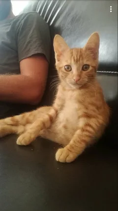Chat perdu Européen